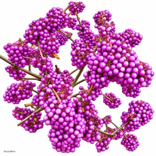 Liebesperlenstrauch/Schönfrucht Callicarpa bodinieri 'Profusion' 40-60 cm