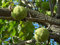 Osagedorn Maclura pomifera Pflanze 35-40cm Milchorangenbaum Osage-Orange Rarität