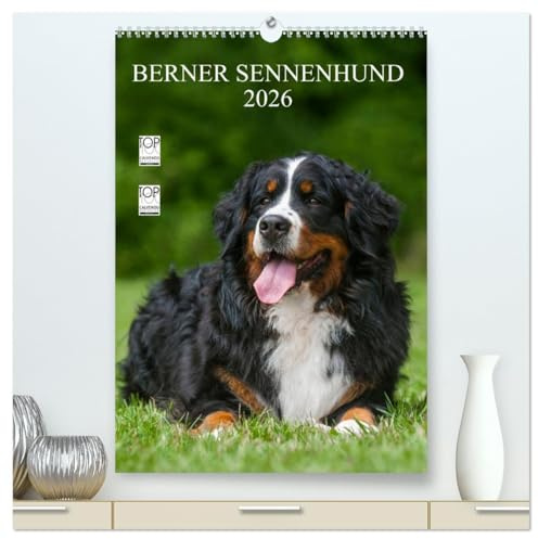 Berner Sennenhund 2026 (hochwertiger Premium Wandkalender 2026 DIN A2 hoch), Kunstdruck in Hochglanz: Berner Sennenhunde auf 13 wundervollen Fotos (CALVENDO Tiere)