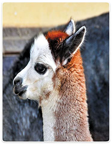Zomer Decke Flauschig Kuscheldecke Bedruckt mit Alpaka Motiv,Grau,125x150 cm
