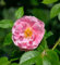 Kletterrose Kletterrose Kir Royal®® 30-60cm