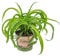 Graslilie | Chlorophytum 'Green Bonnie' pro Stück - PetFriendly - Zimmerpflanze ⌀12 cm - 25 cm