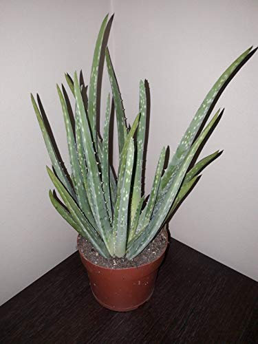Aloe Vera Pianta 30-35cm tra Pot. 12cm Pentola Larga. Lascia 20-25cm