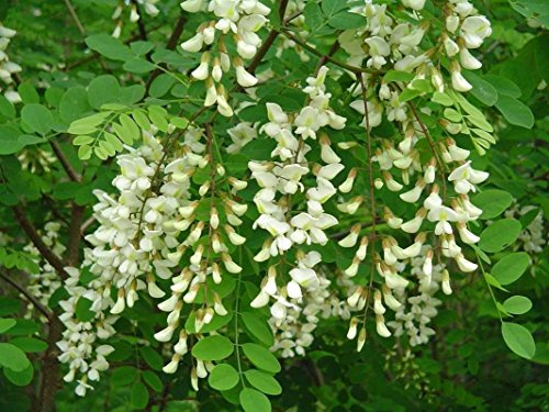 Robinie (Robinia pseudoacacia), 50 Samen