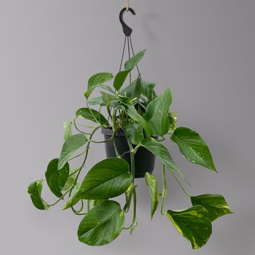 Efeutute, in Ampeltopf, Topf-Ø 18 cm, Höhe ca. 35 cm