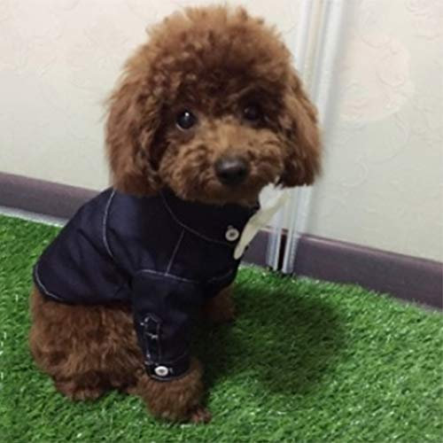 CarPET Realistischer Rasen, Haustier Teppich, sehr gut geeignet für Gartenhof Landschaft, Florhöhe 20mm, Breite 4m YNFNGXU (Size : 4x4m)