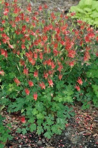 Kanadische Akelei 'Little Lanterns' im Topf Aquilegia canadensis winterhart
