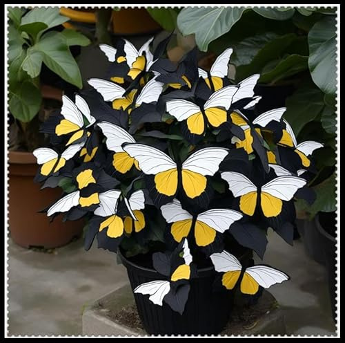 Mitternacht Schmetterling Funkien Rhizome - Winterharte Staude Hosta, Pflegeleicht & Schattenbeständig, Sommerblüte, Perfekte Garten Dekoration-6 rhizome-d