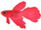 HEEPDD Dekoration für künstliche Fische im Aquarium, künstliche Ornamente, Silikonmaterial, für Aquarien, Fische, Dekoration, lustig, aus Silikon für das Aquarium [Betta-Fisch]