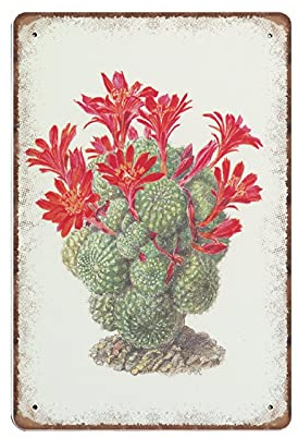 DAIERCY Red Rebutia Minuscula Kaktus Blechschilder aus dem Jahr 1954 Vintage Botanical Red Kaktus Wandkunst Lustiges Vintage Metallschild Poster Küche Garten Badezimmer Home Decor, 140 x 200 mm