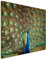 XXL Fotoleinwand 120x80cm Tierfotografie – Bunter Pfau auf Leinwand exklusives Wandbild moderne Fotografie für ihre Wand in vielen Größen
