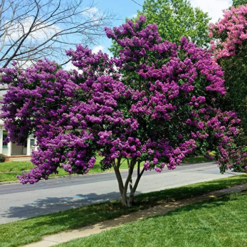 Lagerstroemia indica viola “Powhatan”, Pianta in vaso ø 13 cm, Piante vere da esterno, Vivaio di Castelletto