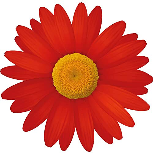 Kleberio Aufkleber Gänseblume rot Autoaufkleber wasserfest Blumen Mülltonne Blumenwiese Dekoration selbstklebend Fensterbild Fliesenaufkleber für Kinder und Erwachsene 10 x 10 cm