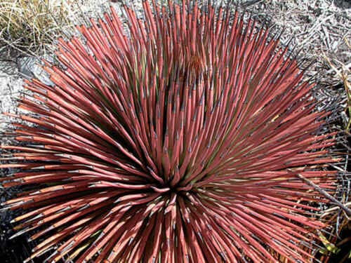 Agave Stricta Rubra * Red Hedgehog Agave * Perennial Spiny Succulent * 5 Seeds