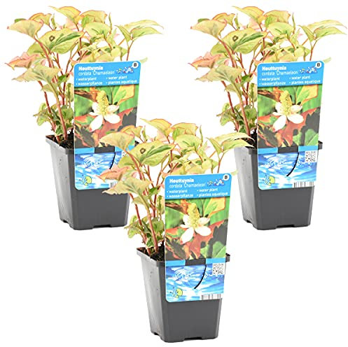 Houttuynia 'Camaleón' por 3 piezas | Doku-dami - Planta de estanque en maceta de vivero ⌀9 cm - 10-20 cm
