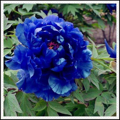 Winterharts pflanzen, Winterhart zwiebeln, Zierblumen, Anpassungsfähig, Pfingstrosen pflanzen winterhartes MehrjäHrig, Pfingstrosen-Rhizom-2 Zwiebeln-D