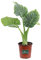 Pianta di Alocasia varietà Macrorrhiza Pianta vera di Alocasia Macrorrhiza Pianta da interno di Alocasia Pianta da appartamento di Alocasia Macrorrhiza venduta da eGarden.store