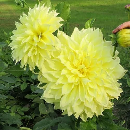1 Dahlia Dinnerplate Kelvin Floodlight - Giant Yellow Blooms for Luminous Garden Borders - Summer-Flowering Perennial Bulb - Perfect for UK Climate