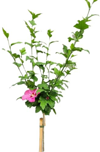 Garteneibisch Hibiscus - Woodbridge - Blüte rot/rosa Hochstamm 80-100 cm winterhart
