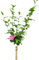 Garteneibisch Hibiscus - Woodbridge - Blüte rot/rosa Hochstamm 80-100 cm winterhart