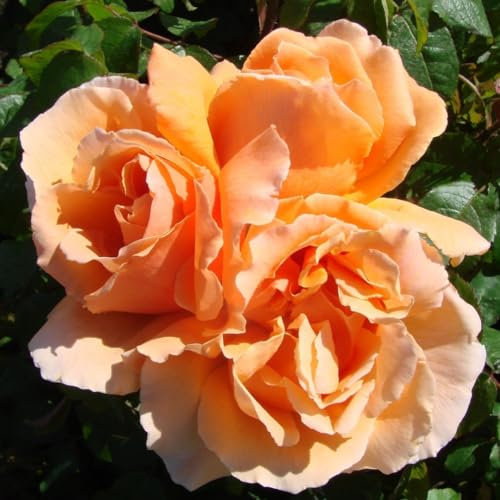 GARTHWAITE NURSERIES® : - Potted 2 Litre Hybrid Tea Rose JUST Joey Perennial Plant