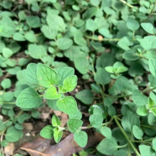 40 pcs oregano samen mehrjährig winterhart - herbal winterfeste pflanzen für balkon,Origanum vulgare, kräuter pflanzen topfpflanzen draußen winterhart gemüse bonsai topf kräuter