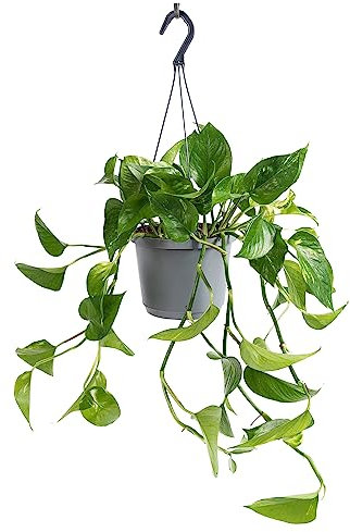 WL Plants Epipremnum Aureum Hängepflanze - Hängepflanzen zimmer - Zimmerpflanzen - Topfpflanzen echt - Grünpflanzen Luftreinigend - Pflanzen Höhe +/- 30cm inkl. Topf Ø17cm - Indoor plants