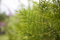 Thuja occidentalis 'King of Brabant' 150-175 cm - Lebensbaum, immergrün, ideal als Hecke, winterhart, pflegeleicht