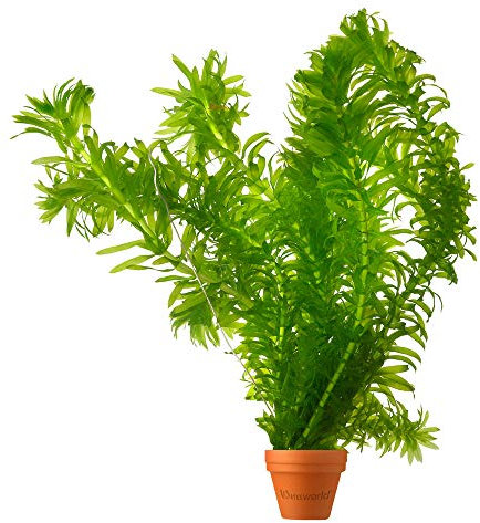 vdvelde.com - Wasserpest - 5 Pflanzen - Elodea Densa- Ausgewachsene Höhe: 60 cm- Platzierung: lose im Wasser min. -20cm tief