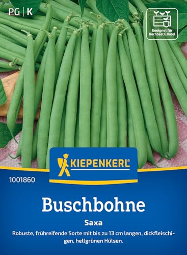 Kiepenkerl Buschbohnensamen Saxa 1001860, Gemüsesaat | Gemüsesamen für robuste Bohnen mit bis zu 13 cm langen Hülsen, Wuchshöhe 50 cm, Länge 12 cm, fadenlos