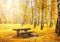 wandmotiv24 Fototapete Herbst Birke Bank, M 250 x 175 cm - 5 Teile, Wanddeko, Wandbild, Wandtapete, Orange, Bäume, Gras M5676