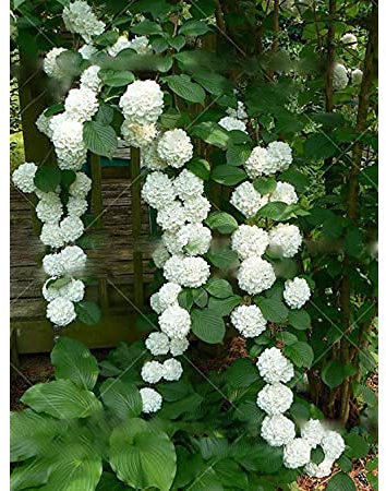 Huifang 100 piezas de semillas de flores de hortensia trepadora
