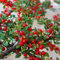 horizontalis Cotoneaster Semi Rockspray campioni Albero o Bonsai Buon Colore di caduta (40):Seeds