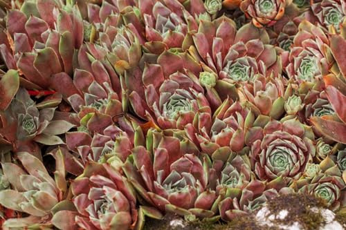 Sempervivum 'Tedderheid' 9x9 cm Topf – Winterhart, Immergrün, Pflegeleicht – Hauswurz – Sukkulente für Steingarten & Dachbegrünung