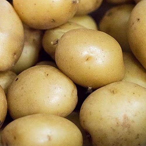 Portal Cool 20: Saatkartoffeln Colleen. Kürzlich Nachgeben introducted hohe erste frühe Sorte