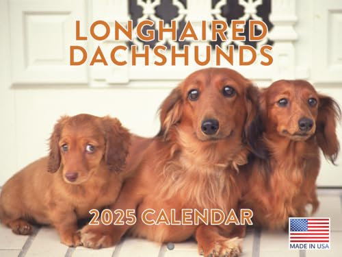 Langhaariger Dackel Langhaar-Kalender 2025, Monats-Wandkalender, 12 Monate, hergestellt in den USA