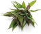 K2AQUA Hygrophila Corymbosa Stricta Nomaphila Tropical Aquarium Plant Fast Growing Easy Care Background Midground Plant