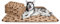 Nobleza - 6 x Hundedecke Weiche Fleecedecke Waschbare Deck für Haustier Hunde Katzen Welpen Weiche Warme Matte, Beige, 160 * 100cm