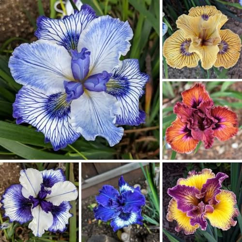 6 piezas tubérculos resistentes al iris - bulbos de iris - deco salón moderno jardín plantas Comprar lirios (Iris tectorum) bulbos de flores de primavera, bulbos de flores de floración