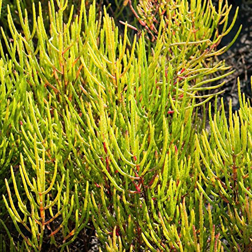 meeresspargel frisch samen Salicornia europaea,Seltene Pflanzen serie,topfpflanzen hochbeet saatgut geschenke für hobbygärtner kräuter gewächshaus zimmerpflanzen geschenke für gartenliebhaber 500Stück