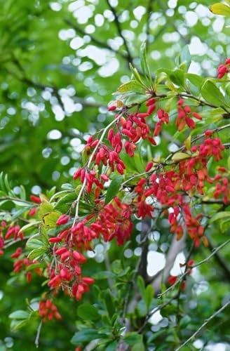 Berberitze Berberis vulgaris 60-80 cm Heckenpflanze winterhart | Robuste Heckenpflanze, schnittvertraeglich, ideal als Sichtschutz und Formhecke, sonniger bis halbschattiger Standort
