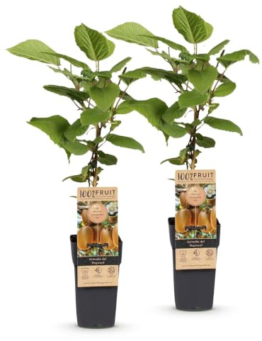 Plantas de Kiwi Hembra Hayward, para Jardín, Verde, Pack de 2, 50 cm