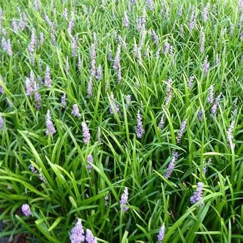 6x Liriope 'Big Blue' – Vaso 9x9 cm – pianta perenne coprisuolo fioritura viola giardino