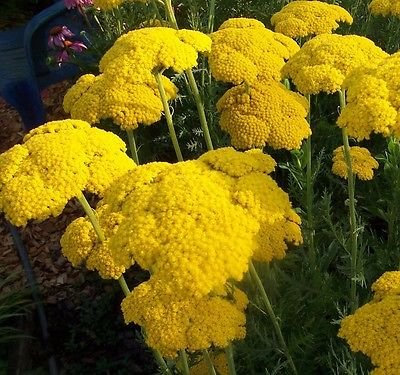 Oro Milenrama Achillea filipendulina Cottage Gardens, 1000 semi