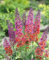 Buddleja davidii 'Flower Power' 40-60 cm - Schmetterlingsflieder, bunte Blüten, Blütezeit Juli-September, Schmetterlingsmagnet, pflegeleicht und winterhart