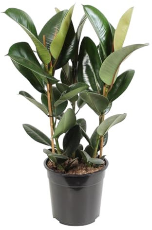 Trendyplants - Ficus Elastica Robusta Strauch - Gummibaum - Zimmerpflanze - Höhe 75-95 cm - Topfgröße Ø27cm