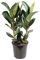 Trendyplants - Ficus Elastica Robusta Arbuste - Caoutchouc - Plante d'intérieur - Hauteur 75-95 cm - Taille du pot Ø27cm