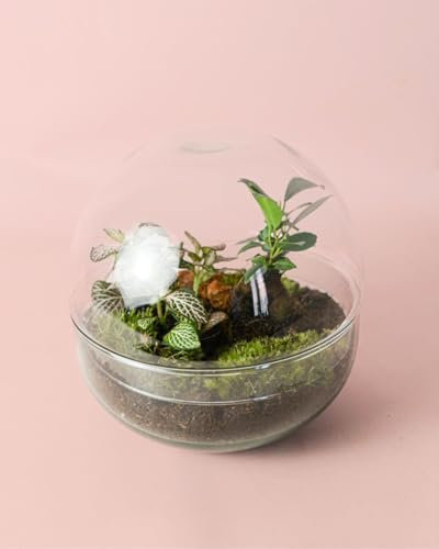 Jardín Eterno Oasis | Terrario Plantas Cristal | Pur Plant