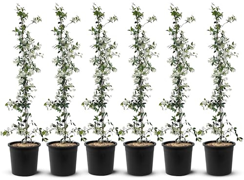 Jasmin - Toskanischen Jasmin - Trachelospermum Jasminoides 160 cm A+ ware (6pcs)