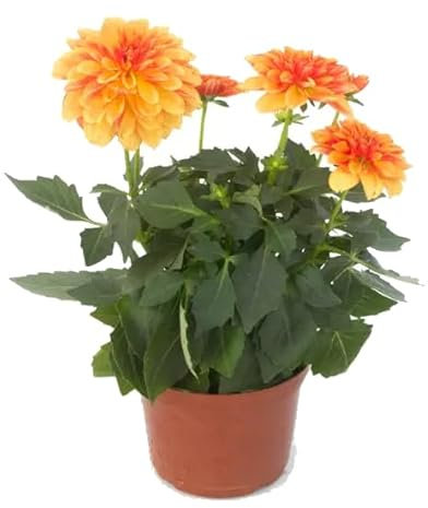 Dalia - Dahlia - en Flor Natural Planta Primaveral Perfecta para Jardines y Terrazas